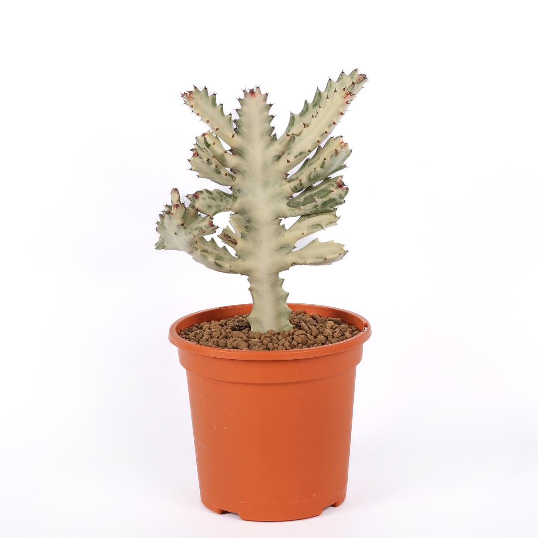 Euphorbia lactea 'White Ghost' Ø 17