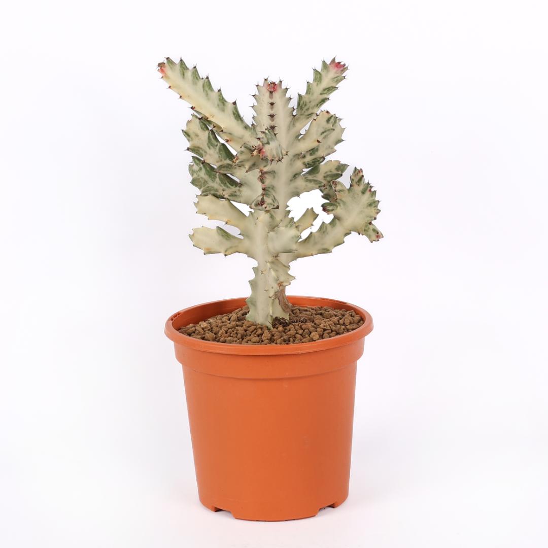 Euphorbia lactea 'White Ghost' Ø 17