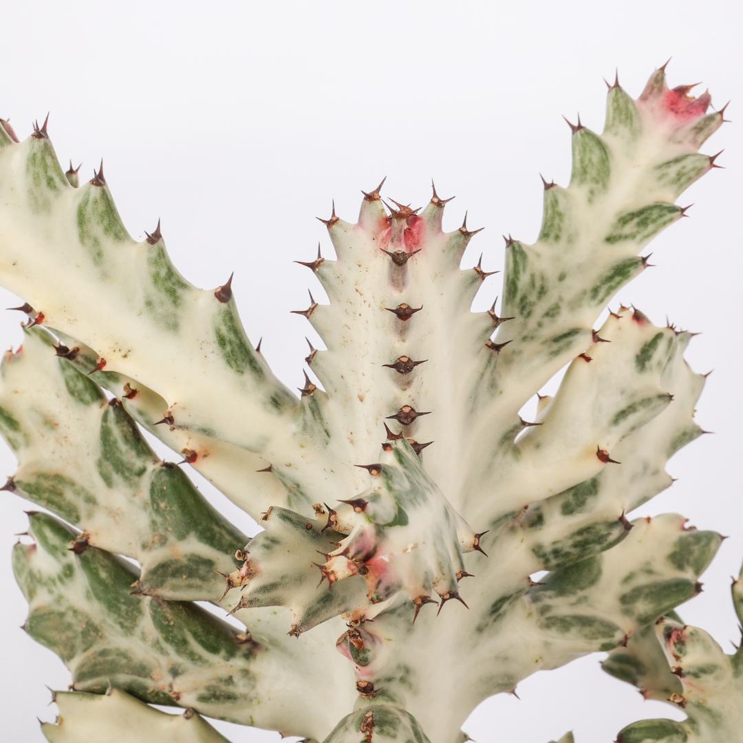 Euphorbia lactea 'White Ghost' Ø 17