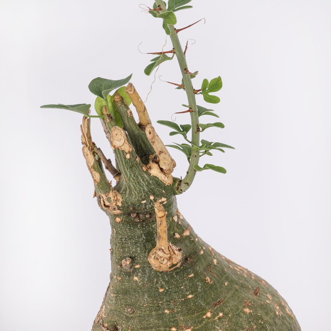 Adenia spinosa Ø 16