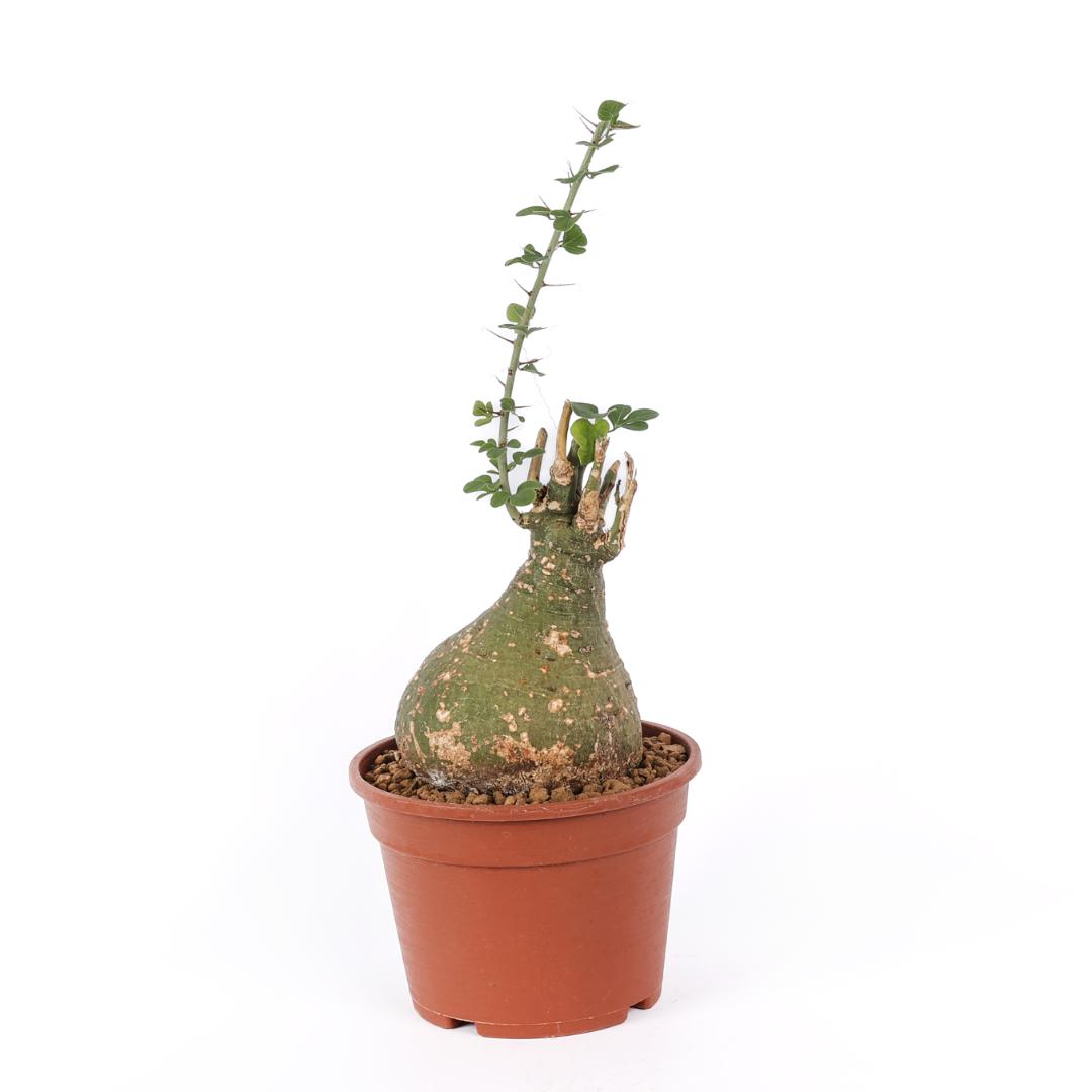 Adenia spinosa Ø 16