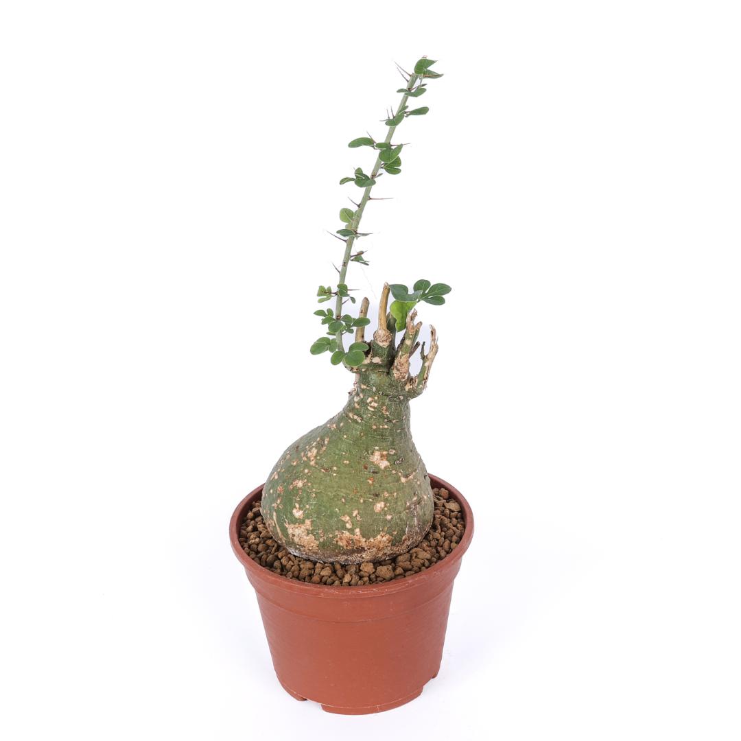 Adenia spinosa Ø 16