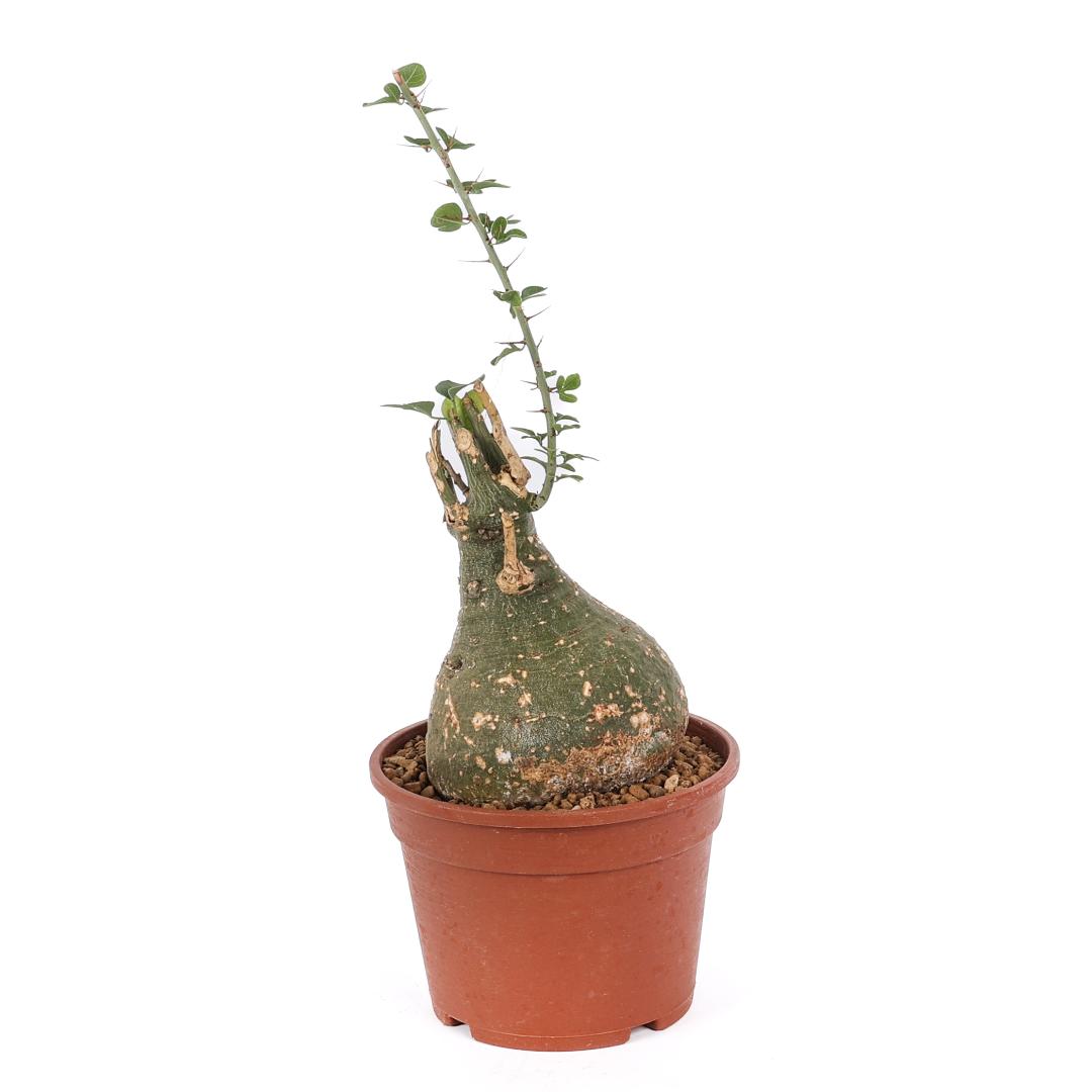 Adenia spinosa Ø 16
