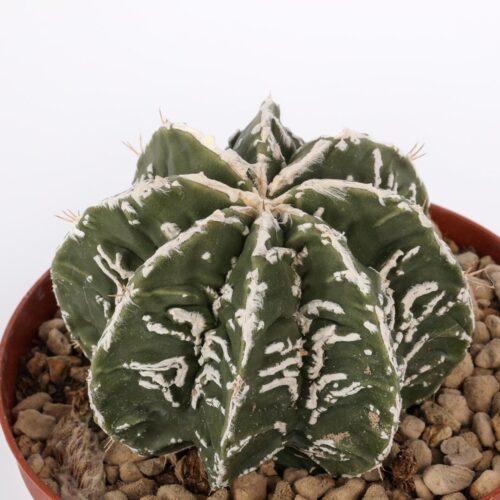 Astrophytum fukuryu haku-jo hybrid Ø 10,5