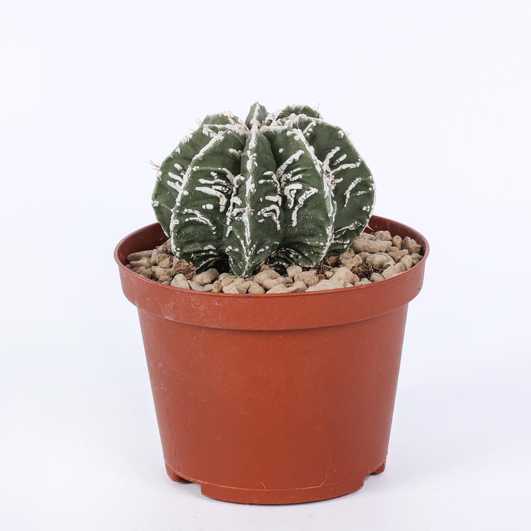 Astrophytum fukuryu haku-jo hybrid Ø 10,5