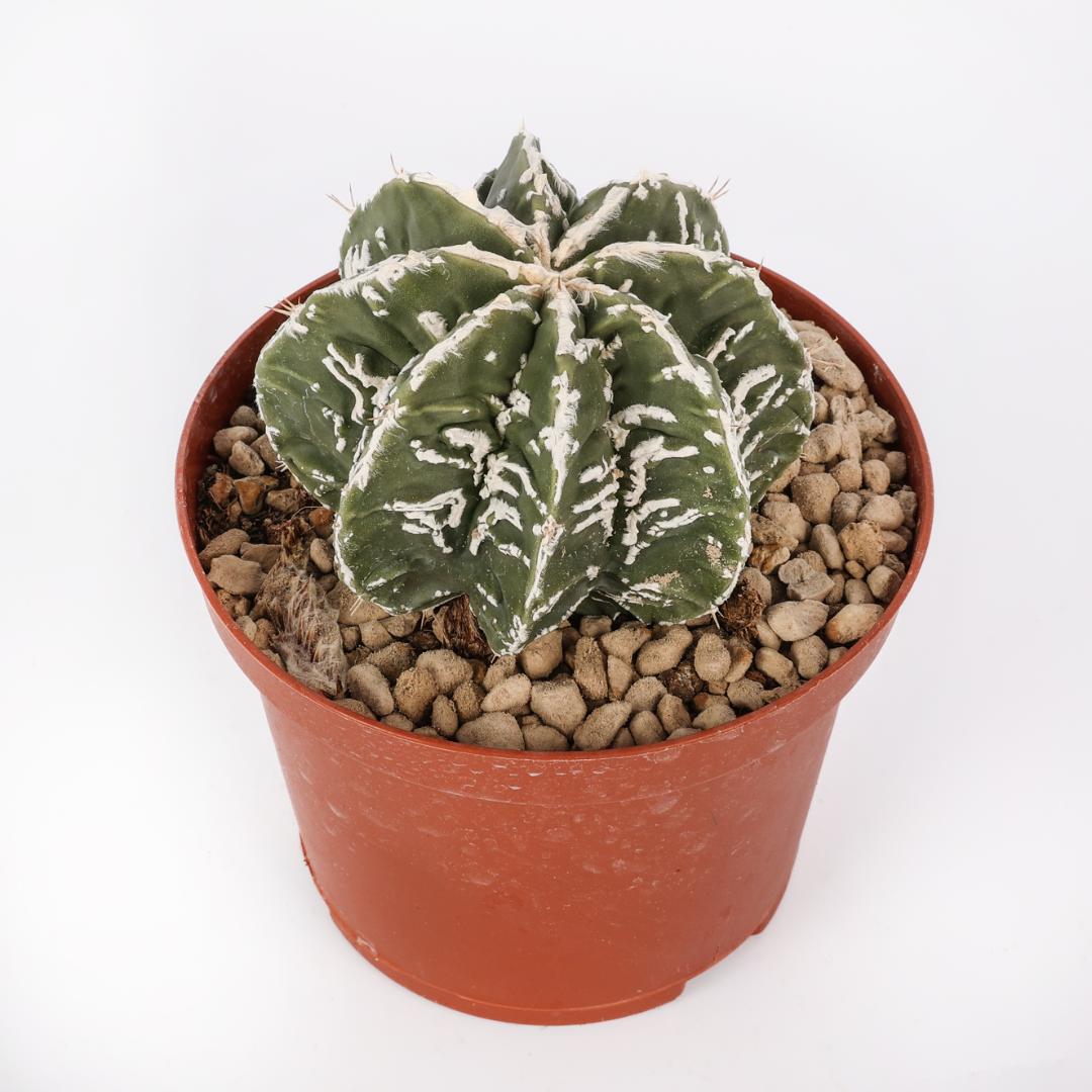 Astrophytum fukuryu haku-jo hybrid Ø 10,5