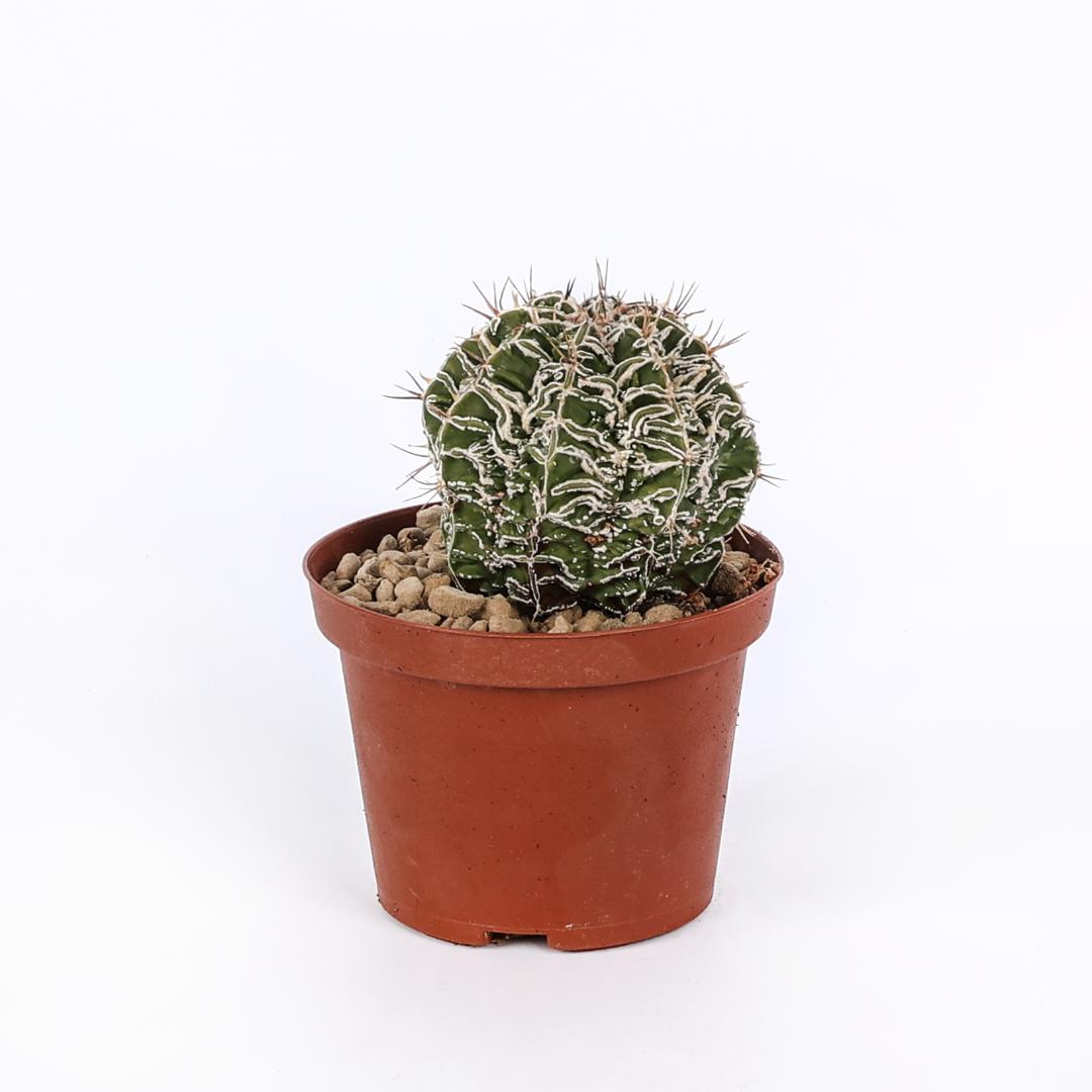 Astrophytum fukuryu haku-jo hybrid Ø 10,5