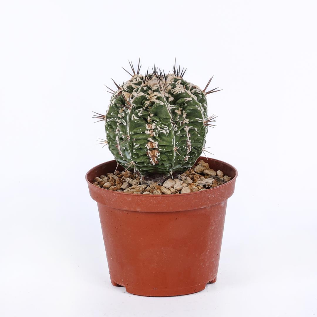 Astrophytum fukuryu haku-jo hybrid Ø 10,5
