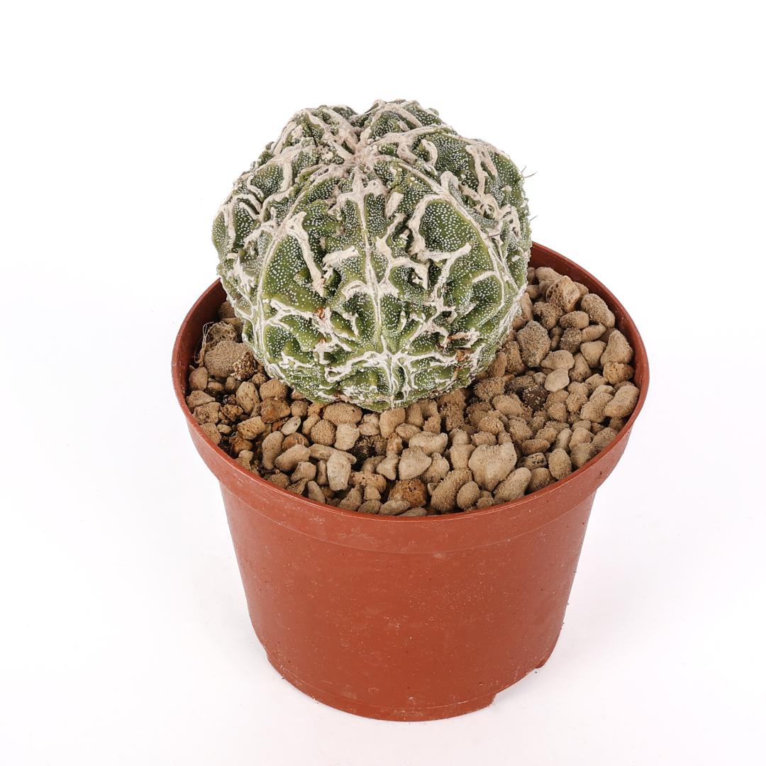 Astrophytum haku-jo hybrid Ø 10,5