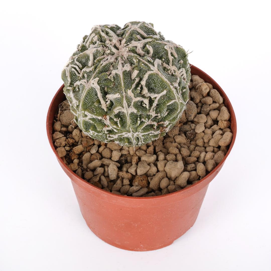 Astrophytum haku-jo hybrid Ø 10,5