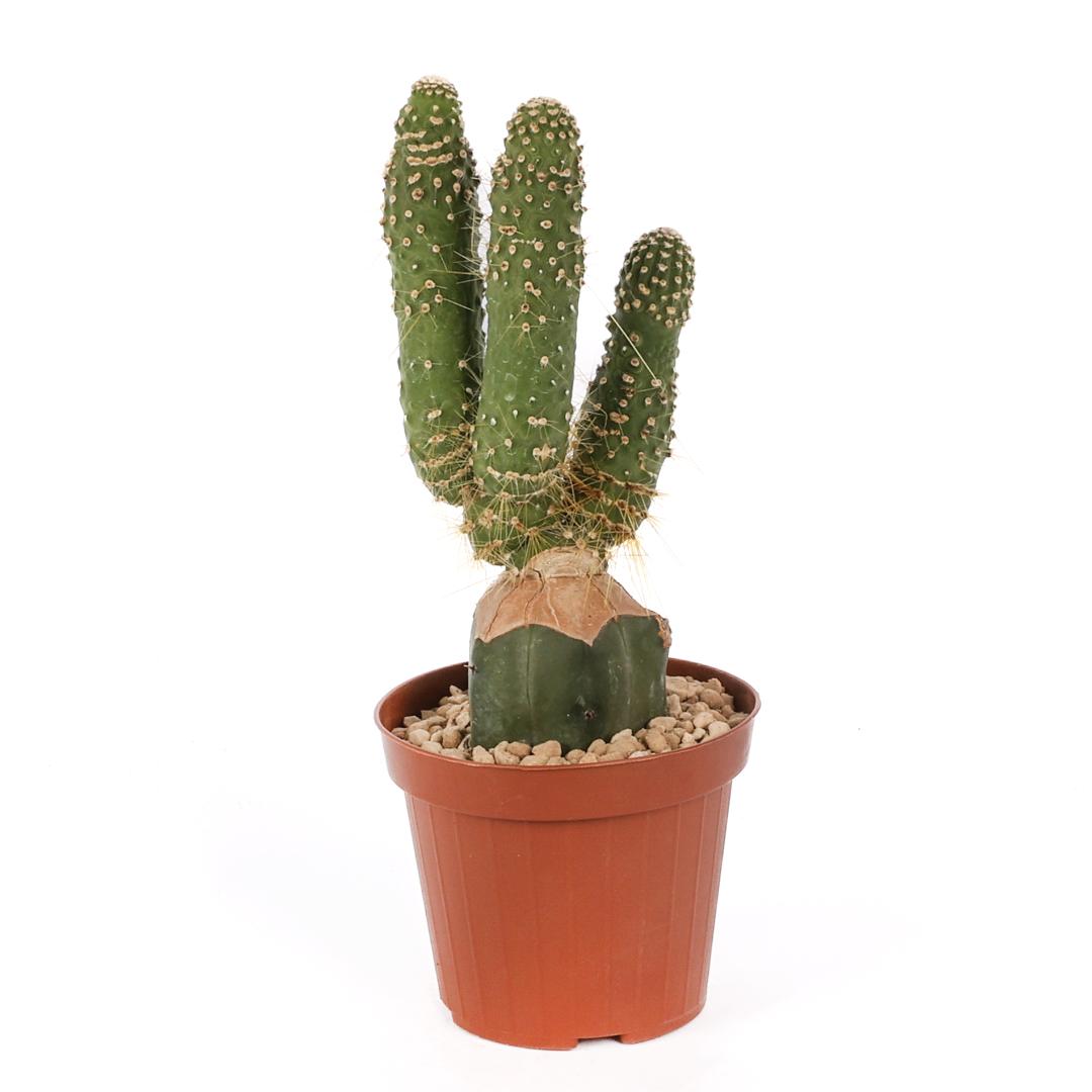 Cleistocactus jujuyensis Ø 12