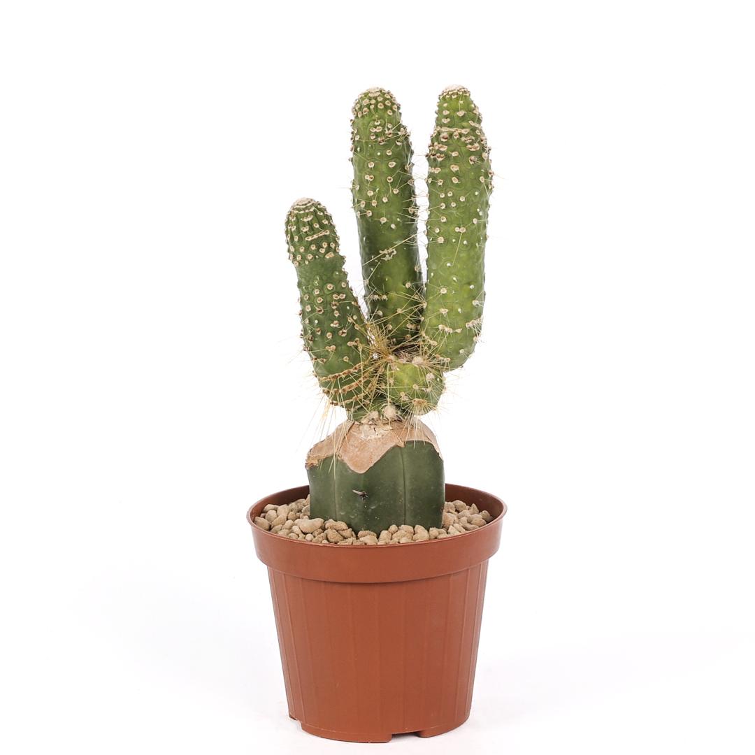 Cleistocactus jujuyensis Ø 12