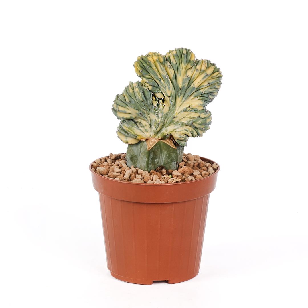 Myrtillocactus geometrizans variegato f. Crestata Ø 12