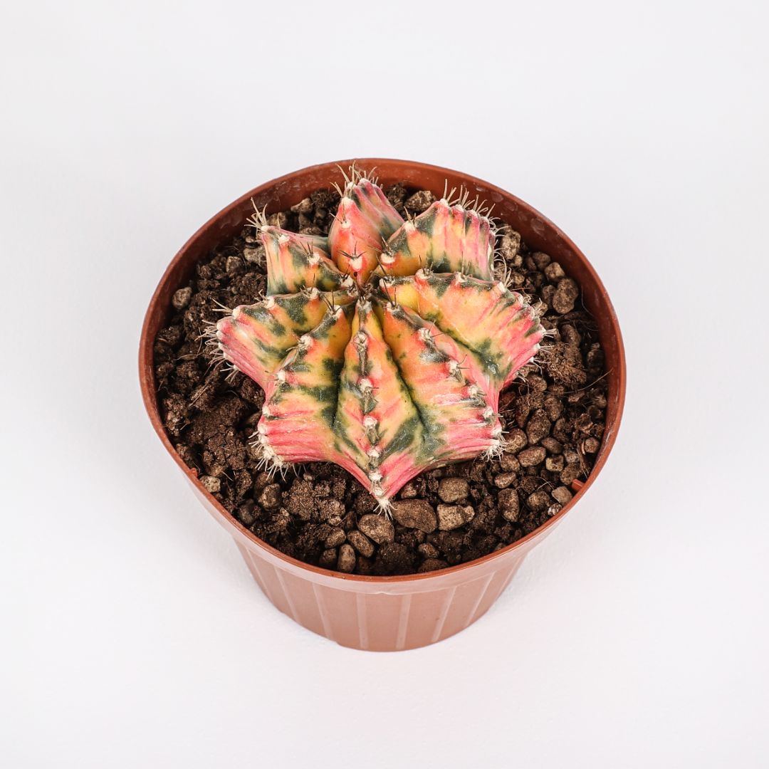 Gymnocalycium mihanovichii cv. Hibotan nishiki Ø 12