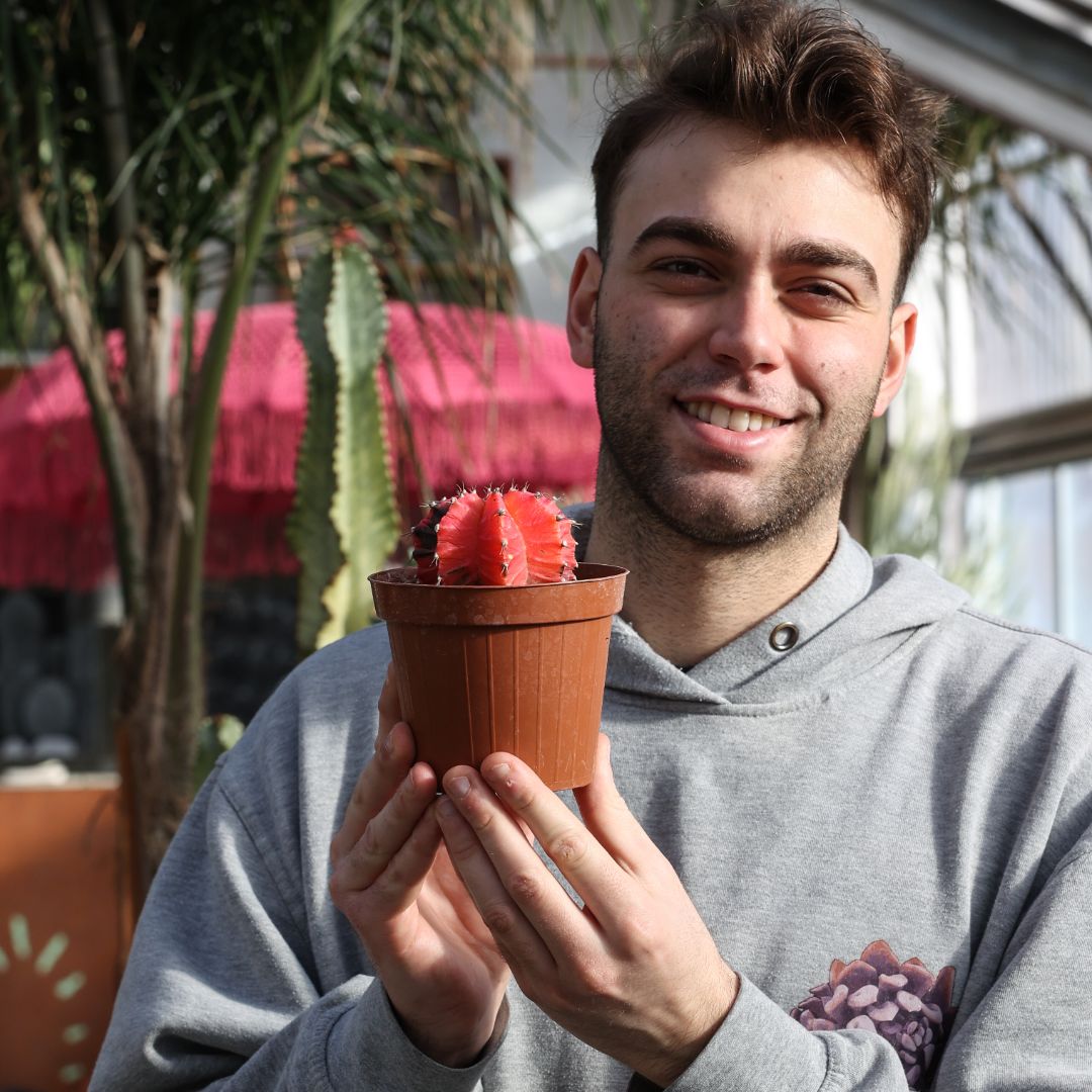 Gymnocalycium mihanovichii cv. Hibotan nishiki Ø 12