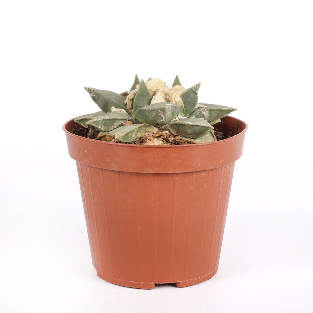 Ariocarpus retusus Ø 12