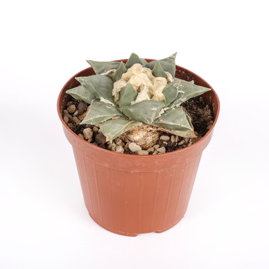Ariocarpus retusus Ø 12