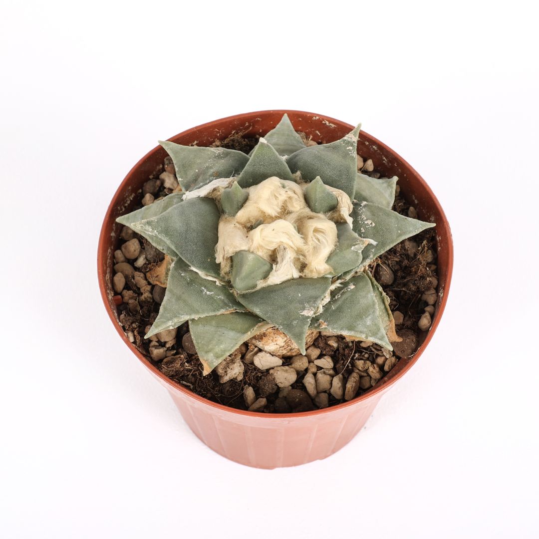 Ariocarpus retusus Ø 12