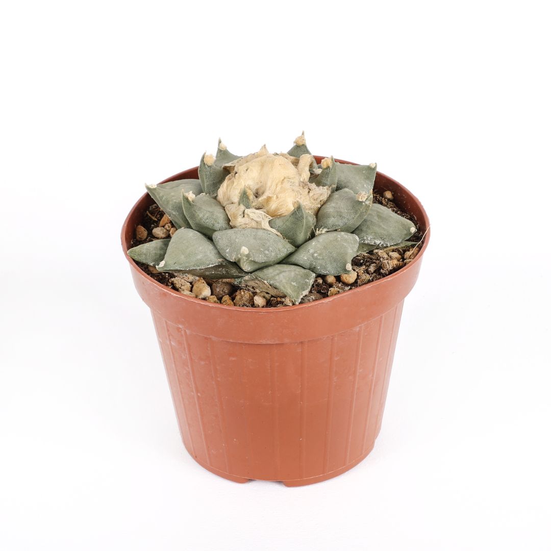 Ariocarpus retusus Ø 12
