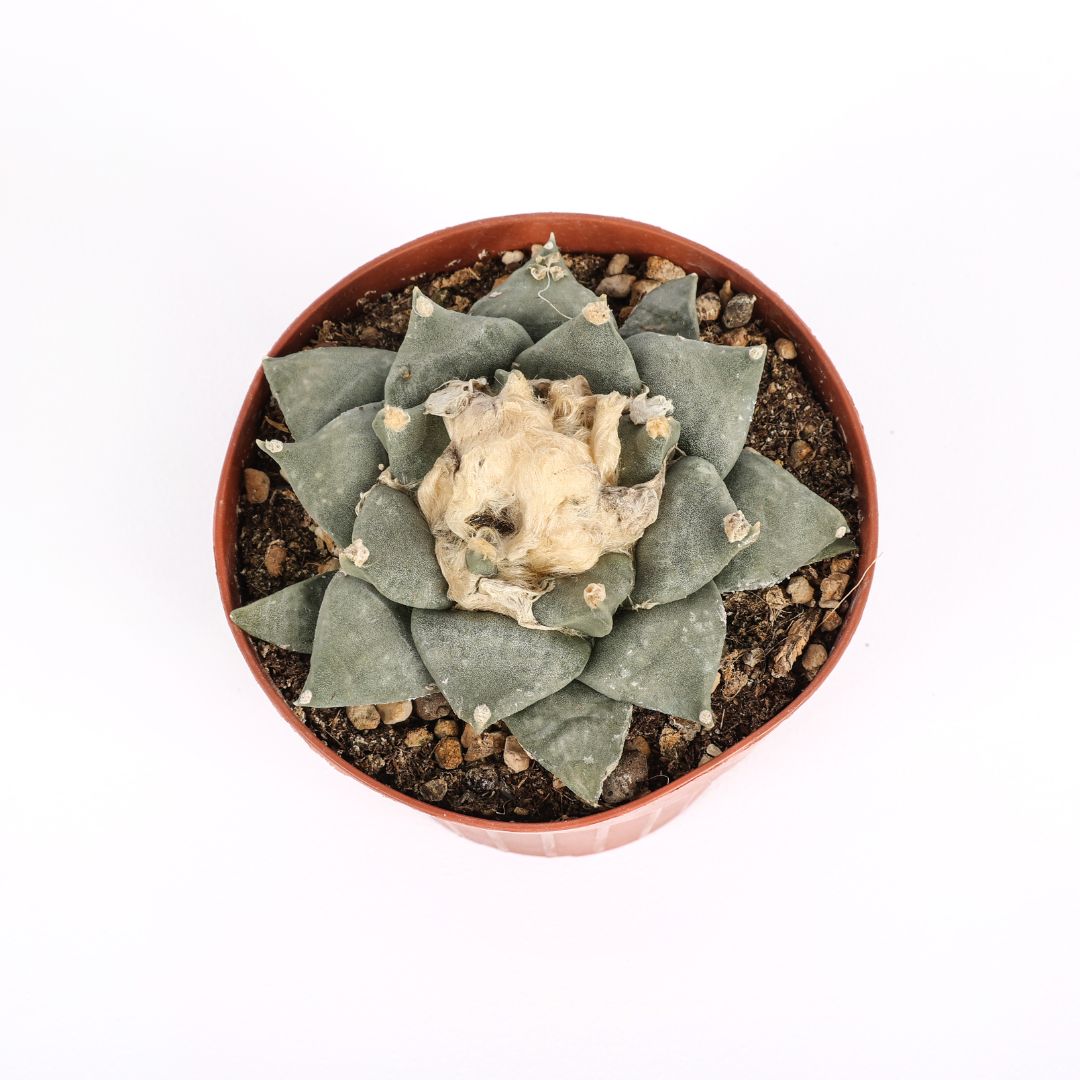 Ariocarpus retusus Ø 12