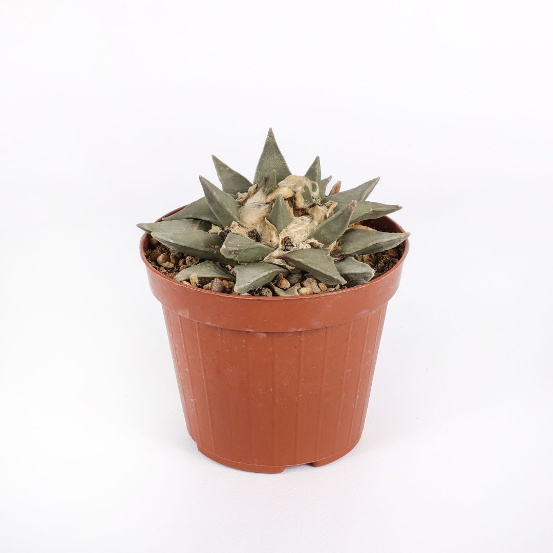 Ariocarpus retusus Ø 12