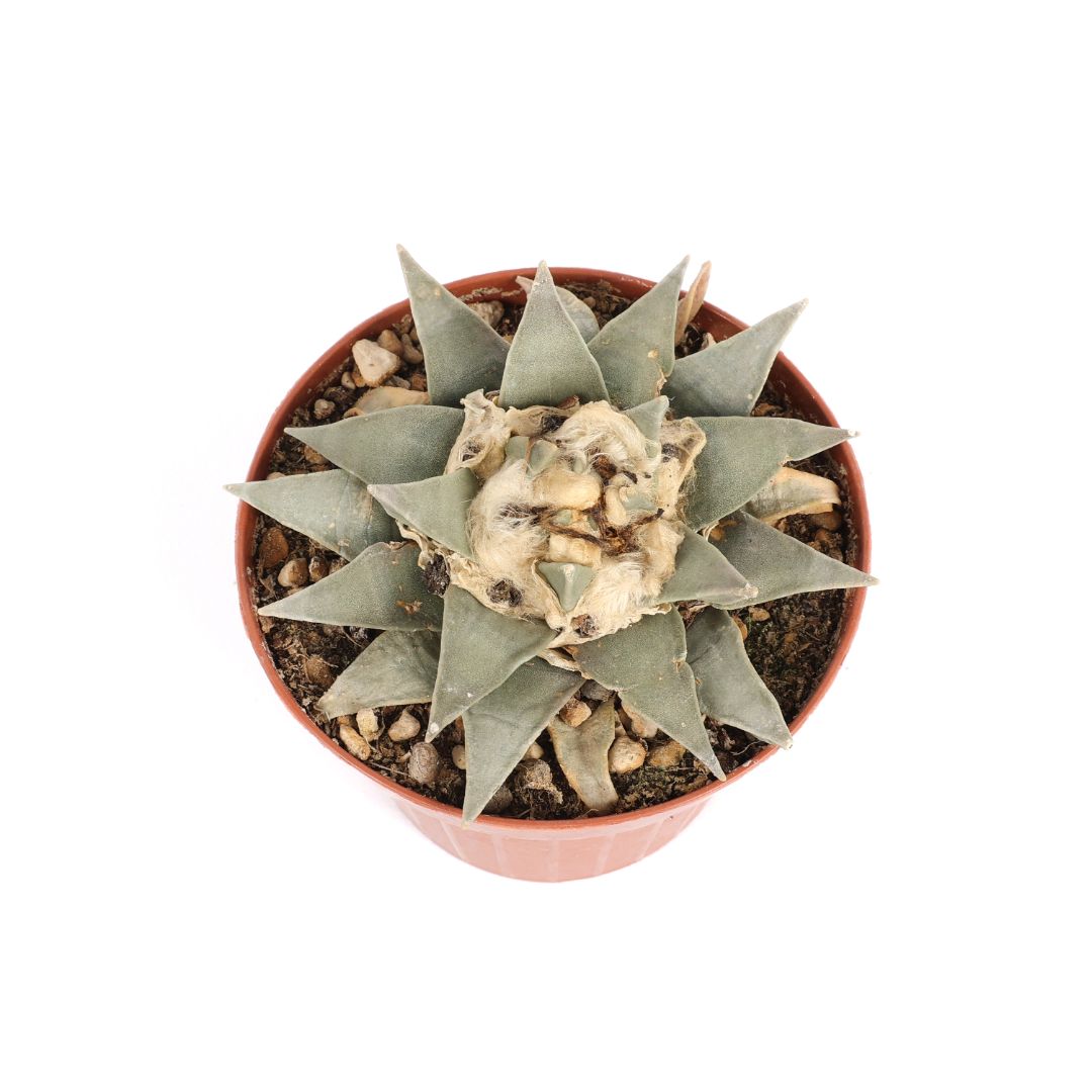 Ariocarpus retusus Ø 12