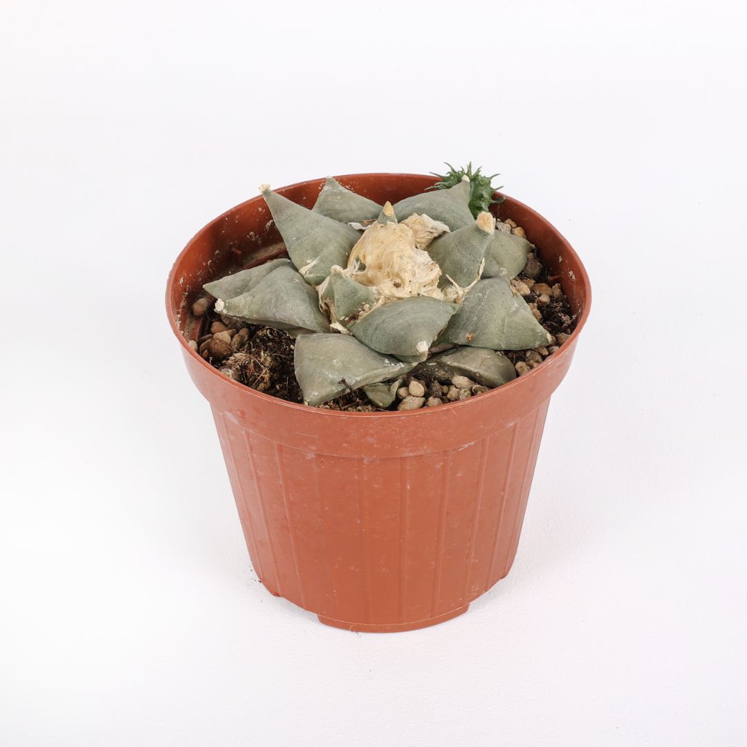 Ariocarpus retusus Ø 12