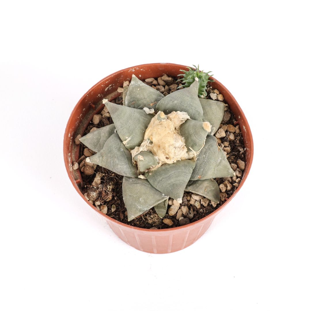Ariocarpus retusus Ø 12