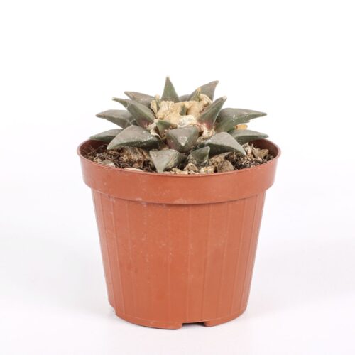 Ariocarpus retusus Ø 12