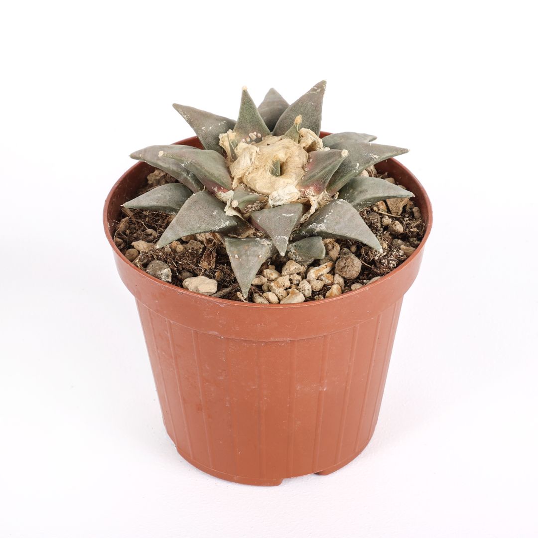 Ariocarpus retusus Ø 12