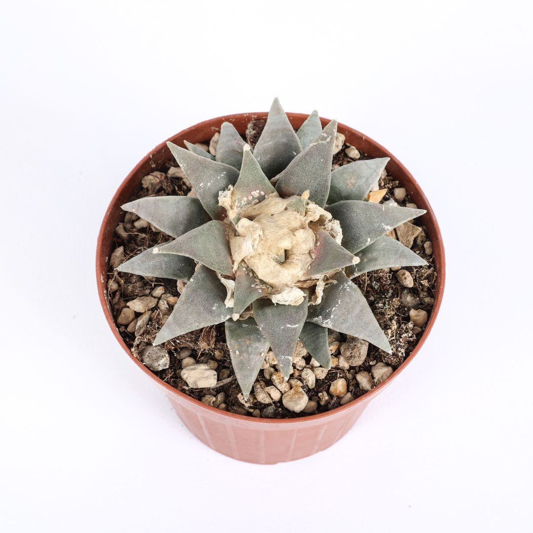 Ariocarpus retusus Ø 12