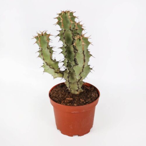 Euphorbia caerulescens Ø 20