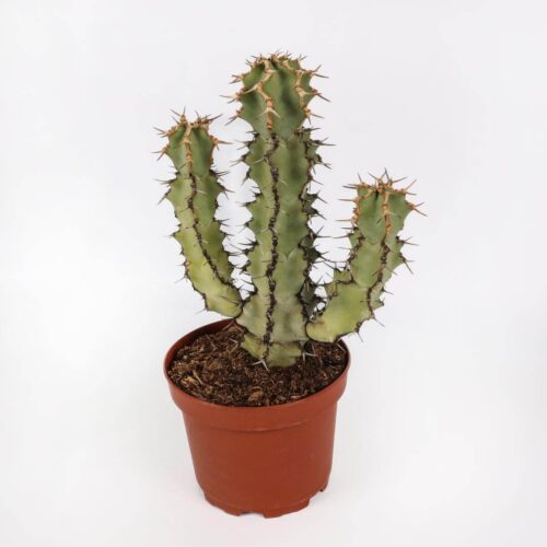Euphorbia caerulescens Ø 20