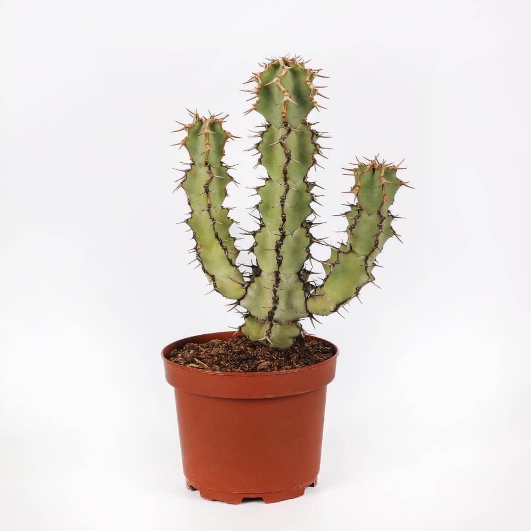 Euphorbia caerulescens Ø 20