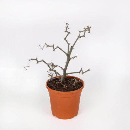 Decarya madagascariensis Ø 17