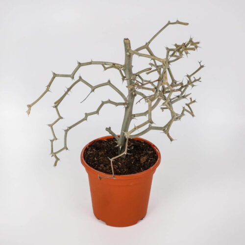 Decarya madagascariensis Ø 17