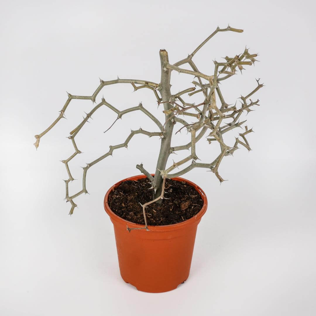 Decarya madagascariensis Ø 17
