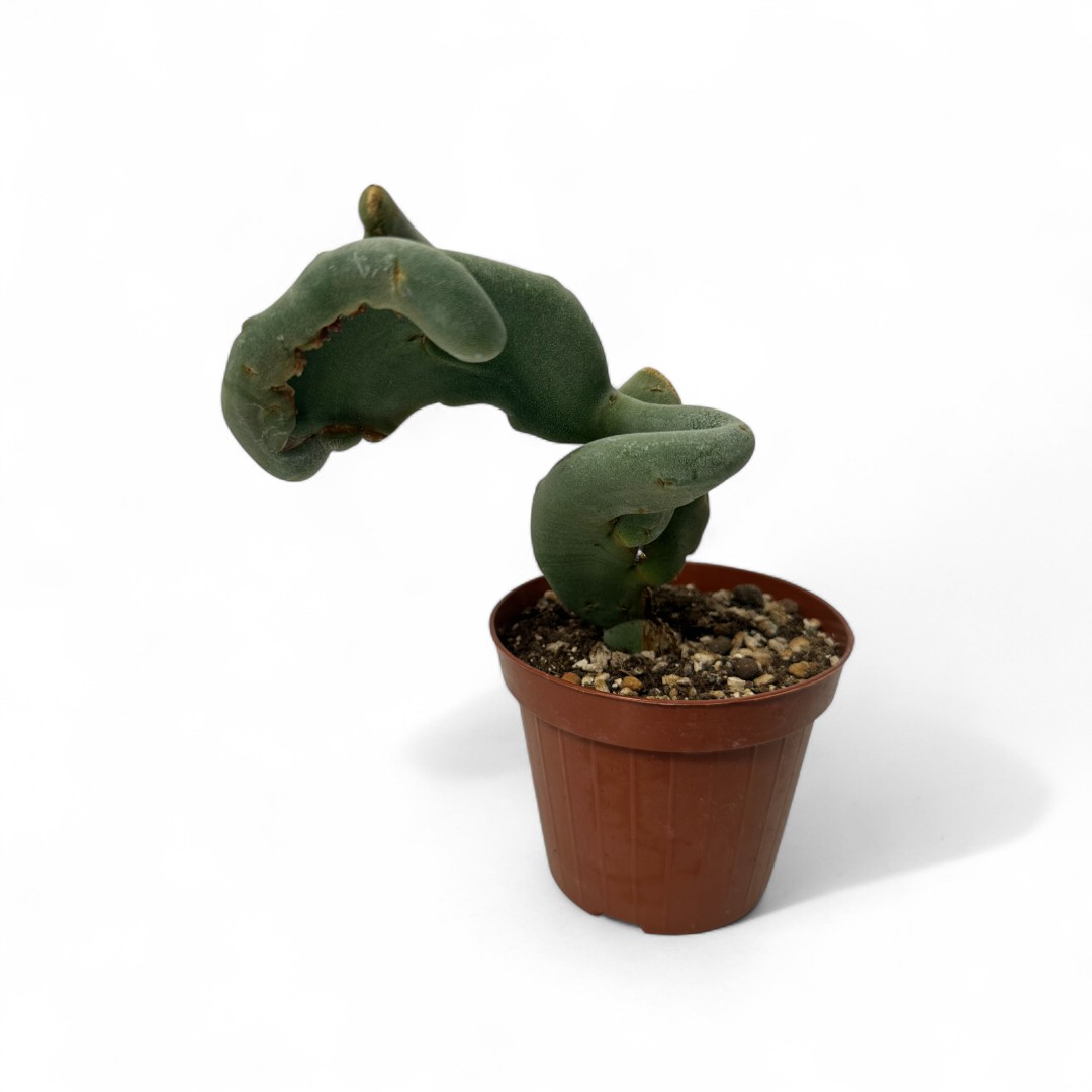 Pedilanthus macrocarpus crestato Ø 12