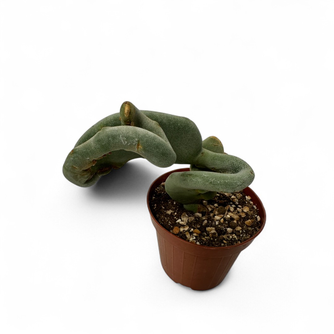 Pedilanthus macrocarpus crestato Ø 12