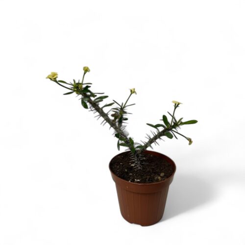 Euphorbia milii var. tananarivae Ø 12
