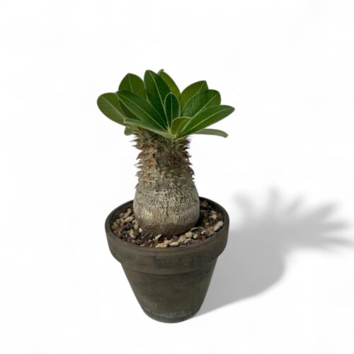 Pachypodium eburneum Ø 12