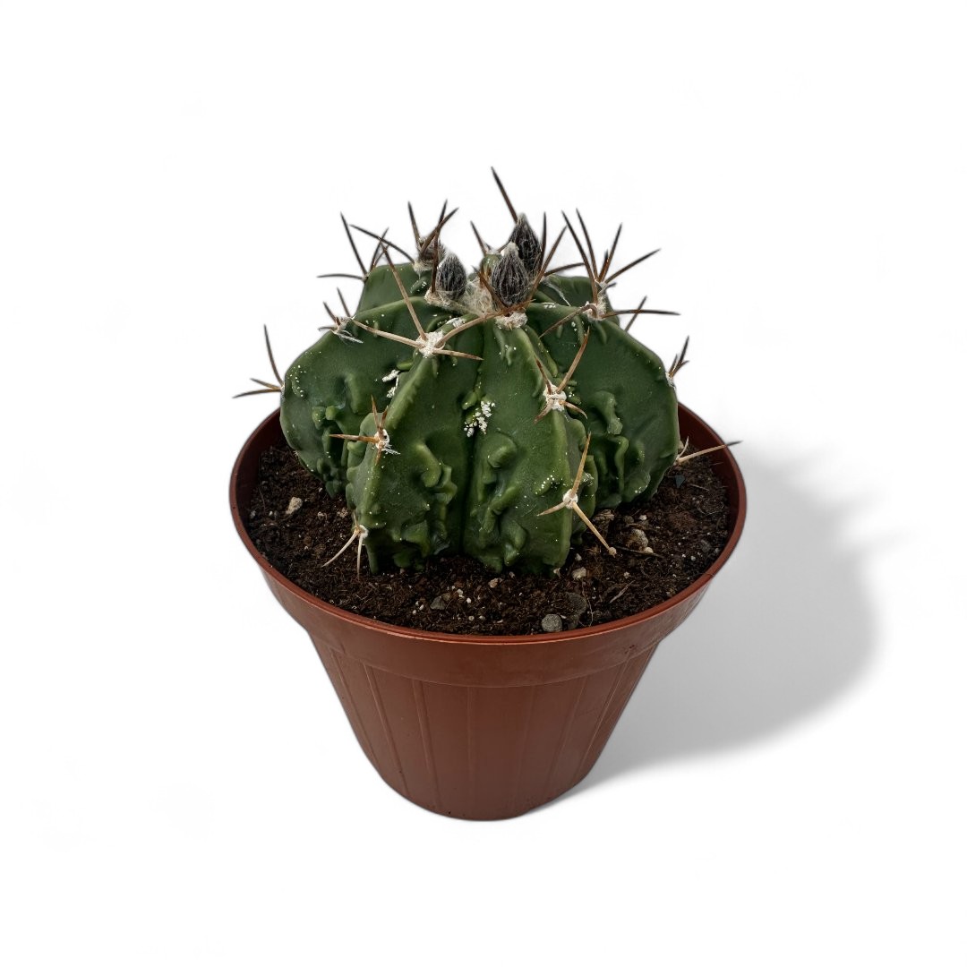 Astrophytum Fukuryu ornatum nudum Ø 12