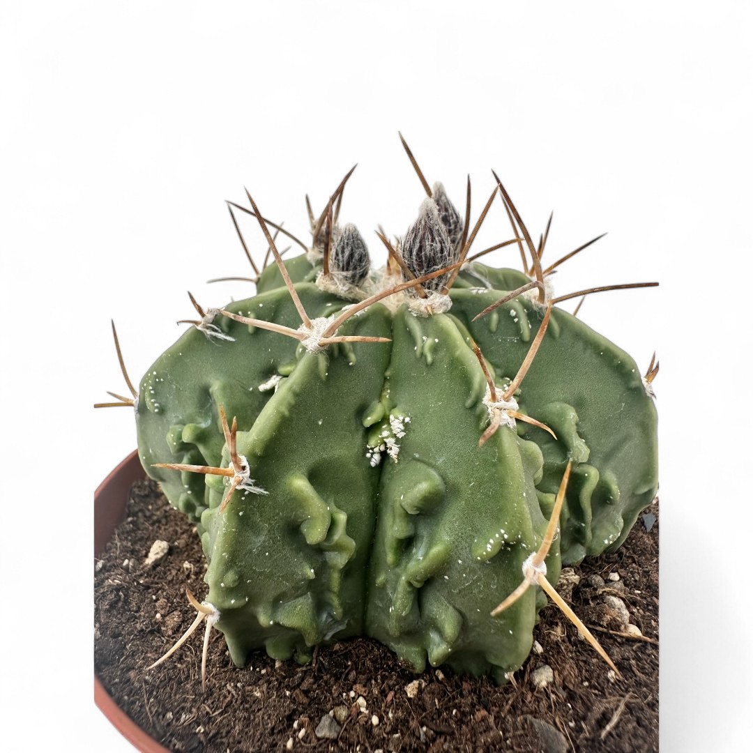 Astrophytum Fukuryu ornatum nudum Ø 12