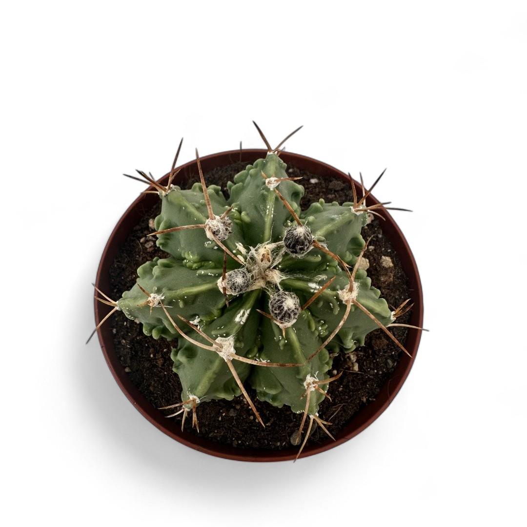 Astrophytum Fukuryu ornatum nudum Ø 12
