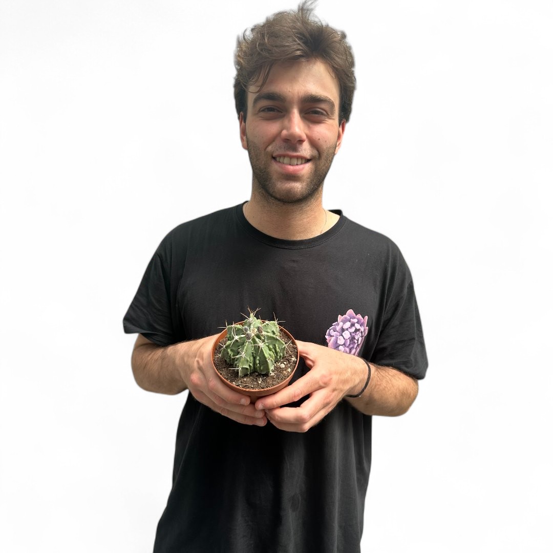 Astrophytum Fukuryu ornatum nudum Ø 12