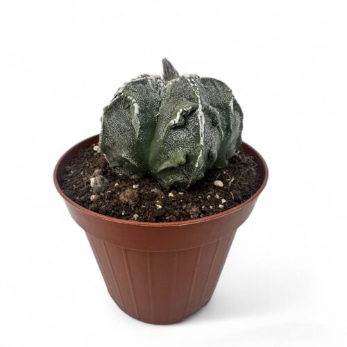 Astrophytum myriostigma Fukuryu Ø 12