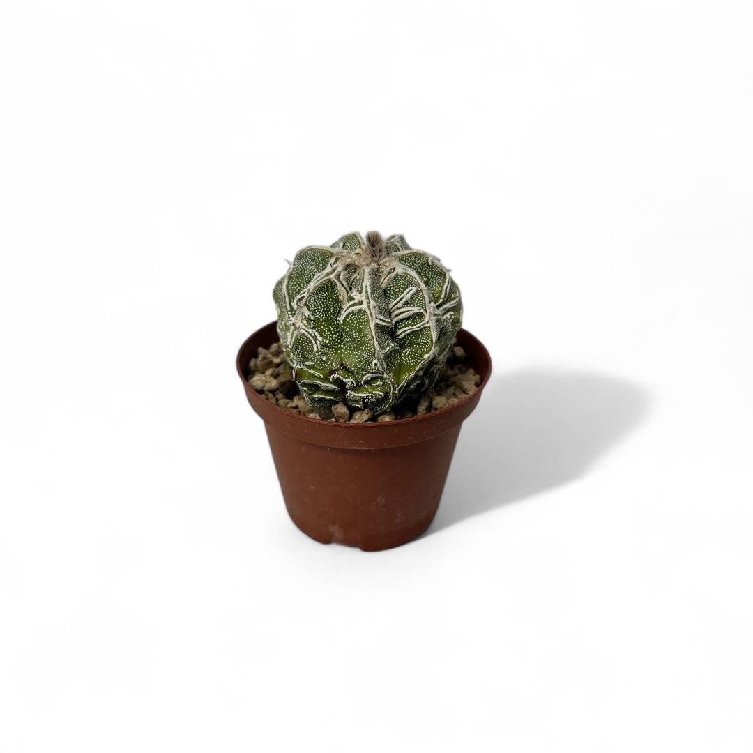 Astrophytum myriostigma Fukuryu x Haku-jo Ø 10,5