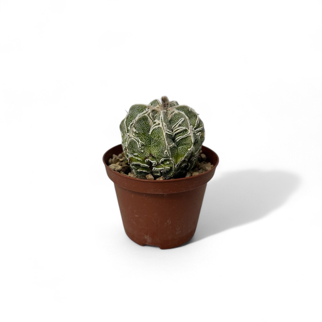 Astrophytum myriostigma Fukuryu x Haku-jo Ø 10,5