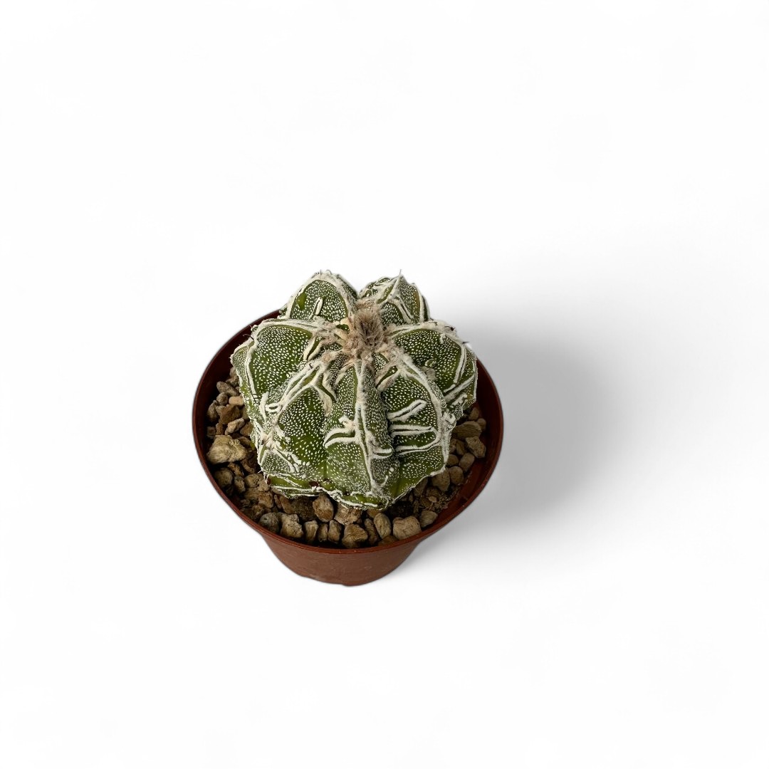Astrophytum myriostigma Fukuryu x Haku-jo Ø 10,5