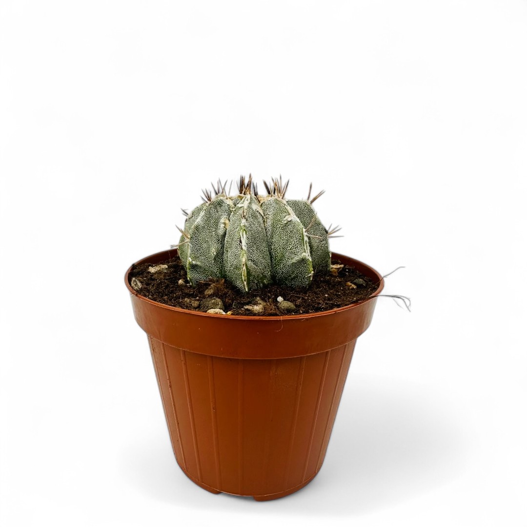 Astrophytum ornatum hybrid Ø 12